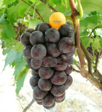 廠家供應優質貝達嫁接藤稔葡萄苗金華葡萄苗 精品熱銷高產葡萄苗