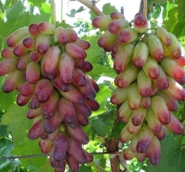 優質巨峰嫁接美人指葡萄苗金華葡萄苗