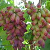 優質巨峰嫁接美人指葡萄苗金華葡萄苗