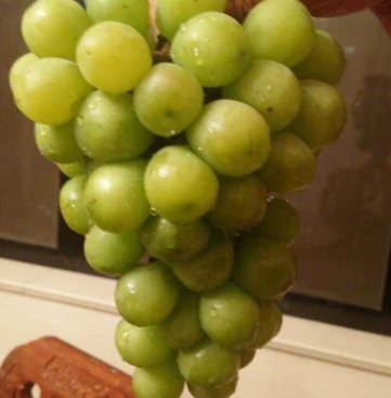 精品適合觀光栽培提供全程配套種 金香一號葡萄苗很甜的葡萄苗