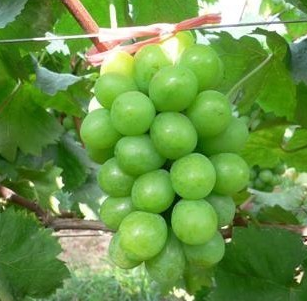 專業供應優質經濟SO4嫁接無核四號葡萄苗金華葡萄苗 量大價優