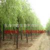 直銷垂柳 綠化垂柳 垂柳樹 綠化樹 無病害 易成活