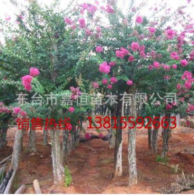 供應紫薇小苗紫薇樹苗紅花紫薇紫花紫薇大小規格齊全