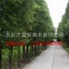 批發銷售花卉綠化水杉樹 水杉行道樹品質保證