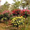 批發(fā)樹狀月季花 月季樹花苗 樹形月季 高檔樹樁當(dāng)年開花3公分粗