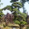 供應(yīng)新款原生 松 美麗造型羅漢松 裝飾性強(qiáng)羅漢松