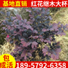 基地直銷高品質紅花繼木大杯苗 工程綠化紅花繼木綠化小苗價格
