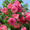 批發豐花月季 綠化工程花灌木月季農戶直銷精品營養缽月季