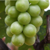 專業供應金星葡萄苗 歐亞種高甜度果味香甜葡萄苗 大棚避雨栽培