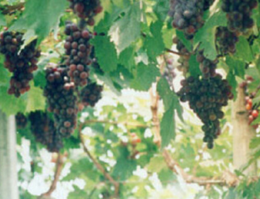 專業直供達米娜葡萄苗 抗病性強葡萄苗 外觀美觀果粉厚葡萄苗