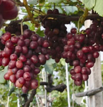 長期提供紅巴拉多金華早紅葡萄苗 高品質葡萄苗 豐產性葡萄苗