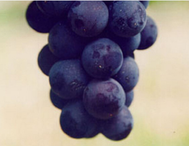 廠家直銷 黑王葡萄苗 高品質豐產性葡萄苗 口感酸甜歐美種葡萄苗