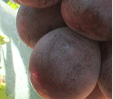 優質供應歐美種紫玉葡萄苗 高穩產紫黑色葡萄苗 極早熟葡萄苗