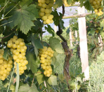 廠家供應果肉緊湊香甜美味早熟品種葡萄苗 早生內馬斯葡萄苗