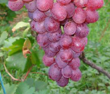 專業供應粉紅亞都蜜葡萄苗種 高穩產性葡萄苗 肉質硬而脆葡萄苗