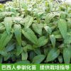 廣西凌云基地直供巴西人參馴化苗 即采即發(fā)