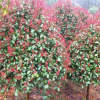 安徽有紅葉石楠出售