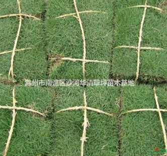 2015年*新百慕大草坪批發(fā)價(jià)格，百慕大草坪價(jià)格