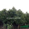 2015年廣玉蘭樹價(jià)格，*新廣玉蘭樹苗價(jià)格，廣玉蘭價(jià)格