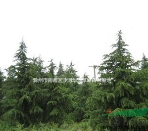 安徽雪松基地，優(yōu)質(zhì)雪松小苗，*便宜雪松批發(fā)價(jià)格