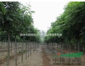 安徽供應(yīng)各種規(guī)格欒樹，*便宜欒樹價(jià)格多少錢，優(yōu)質(zhì)欒樹小苗