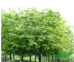 2015年安徽*大樸樹基地，優(yōu)質(zhì)樸樹供應(yīng)商，*便宜樸樹價(jià)格