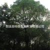 安徽地區(qū)供應(yīng) 胸徑18-28公分香樟