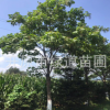 供應 梧桐  梧桐小苗包郵 遼寧鐵嶺梧桐小苗 最新報價