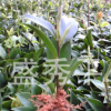 供應一年生茶梅扦插小苗 茶梅小苗 綠化苗木
