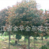 供應紅葉石楠樹 8公分紅葉石楠樹 紅葉石楠樹苗 綠化苗木