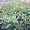 供應(yīng)朱砂桂花扦插苗 移植一年朱砂桂花小苗 桂花苗木 綠化苗木