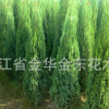 供應1.3米1.5米高度塔柏樹苗 柏樹苗 綠化塔柏樹苗 綠化苗木