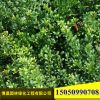 批發綠化工程苗木龜甲冬青球苗四季常青優質龜甲冬青苗量大優惠