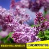 丁香花苗批發園林工程綠化苗木白、紫 丁香樹苗 品種齊全價格優