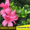 杜鵑花苗基地批發 庭院花卉植物 杜鵑花小苗 映山紅 規格齊全