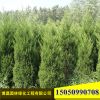 批發(fā)工程綠化苗木蜀檜小苗四季常青庭院綠籬植物蜀檜價(jià)格優(yōu)