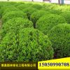 基地批發(fā)瓜子黃楊球樹形優(yōu)美易成活工程綠化苗木瓜子黃楊量大優(yōu)惠