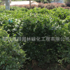金森女貞球批發(fā)工程綠化苗木 行道花壇色塊綠籬 金森女貞苗