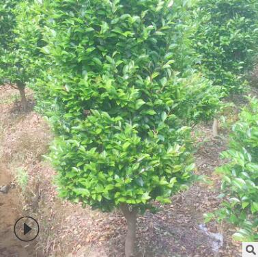 露地造型茶梅樹風(fēng)景行道樹庭蔭樹防護樹 常綠灌木工程綠化樹木