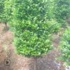 露地造型茶梅樹風(fēng)景行道樹庭蔭樹防護樹 常綠灌木工程綠化樹木