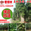 基地批發 香樟樹 香樟樹苗 香樟苗 行道樹 綠化工程苗 樹形美