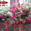 四季薔薇苗 3年苗 多花爬藤薔薇花苗花卉盆栽綠植玫瑰月季薔薇苗