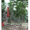 苗木基地七葉樹樹苗 供應工程綠化苗 出售優質七葉樹