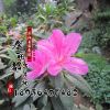 基地批發花卉盆栽 杜鵑花西洋杜鵑 四季開花帶根發貨 毛鵑