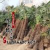 批發供應綠化苗木 棕櫚苗 園林綠化 規格齊全 棕櫚樹苗 棕櫚