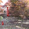基地綠化苗木批發 日本紅楓樹規格全正宗嫁接日本紅楓樹苗