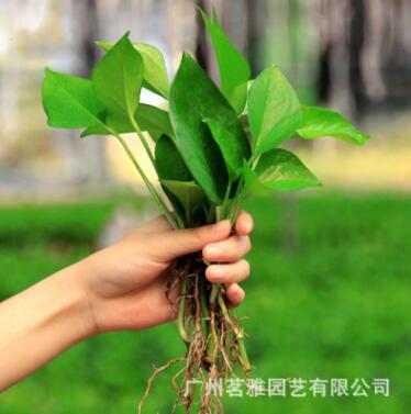 基地直銷(xiāo)茗雅水培綠蘿包郵綠蘿苗批發(fā)基地直供植物花卉盆栽