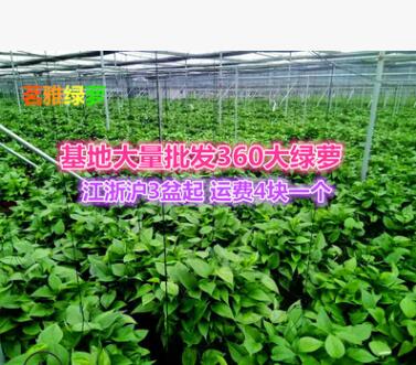 360#大綠蘿批發(fā)長(zhǎng)藤茗雅儲(chǔ)水綠蘿花卉盆栽大量批發(fā)吸甲醛基地直銷(xiāo)