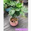 批發鴨腳木90#鵝掌柴工程綠化植物盆栽苗木