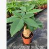 發財樹批發90#110#發財樹觀葉植物小盆栽花卉凈化空